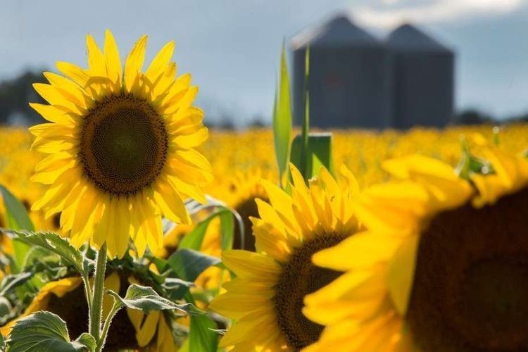 Girasol: la alternativa prometedora para la campaña 2024